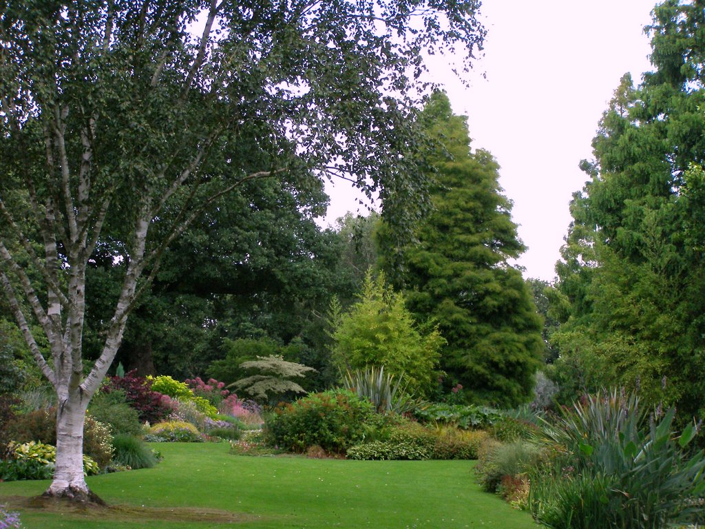 Birch, Beth Chatto