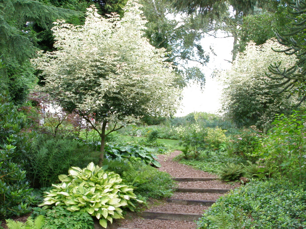 Path, Beth Chatto Gardens