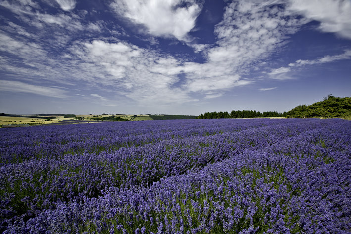 Cotswold Lavender, Worcestershire