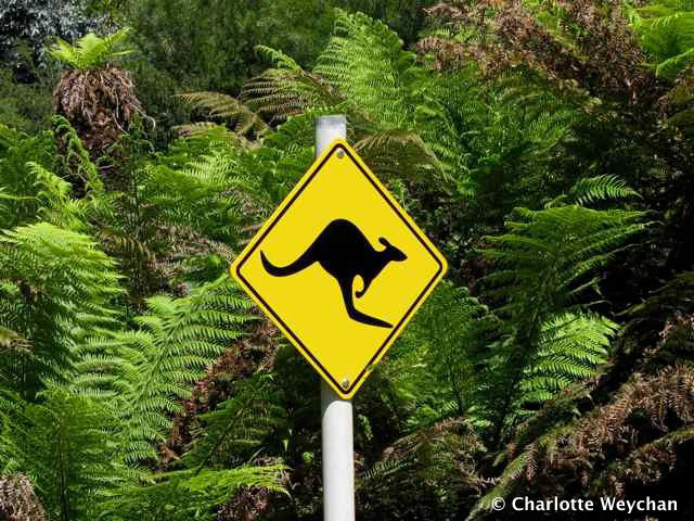 Australian Section, Ventnor