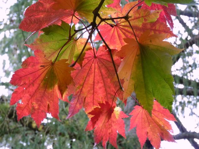 Sheffield Park Garden, Autumn