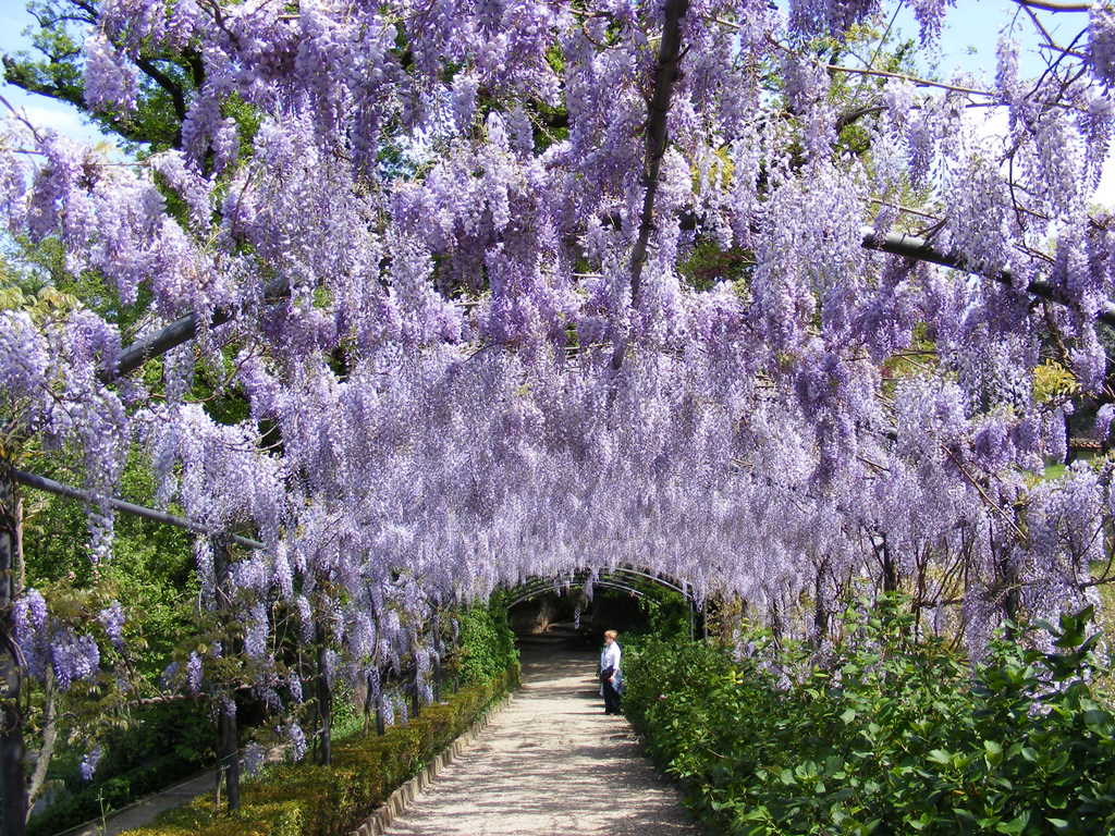 Wisteria covered pergola