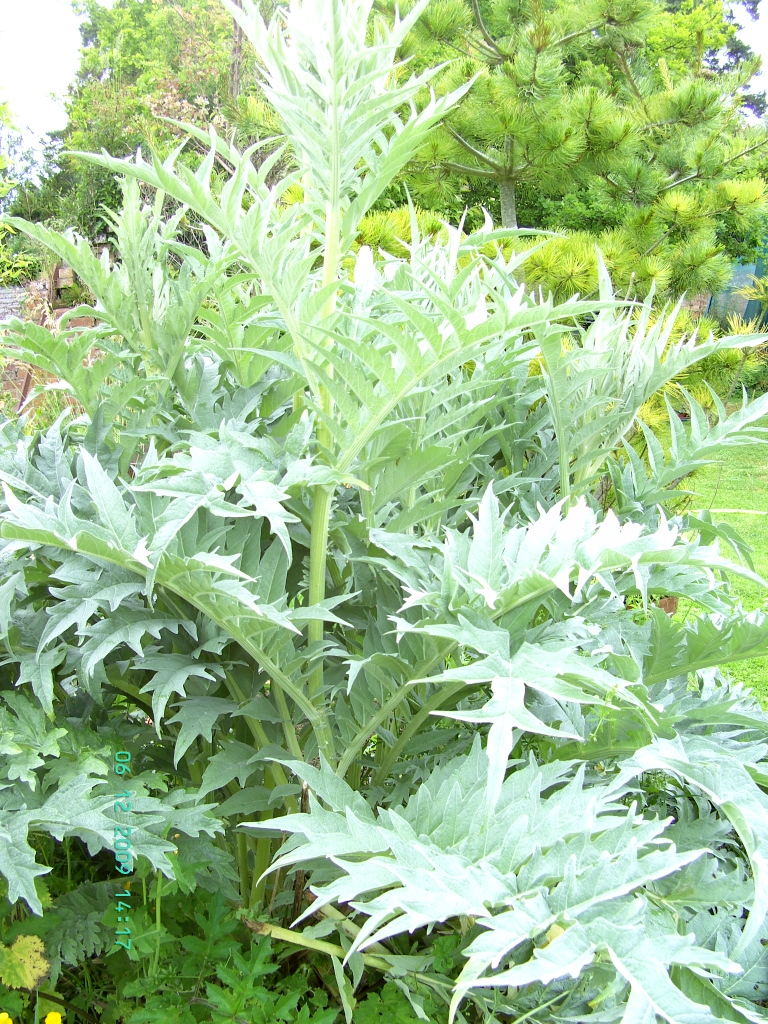 Cardoon, Pennard Plants