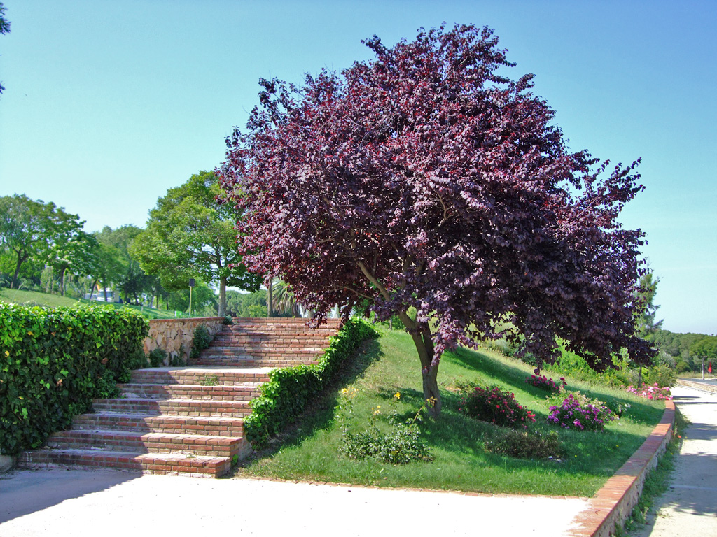 Jardins de Petra Kelly