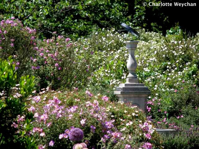 Ventnor Botanic Garden, June
