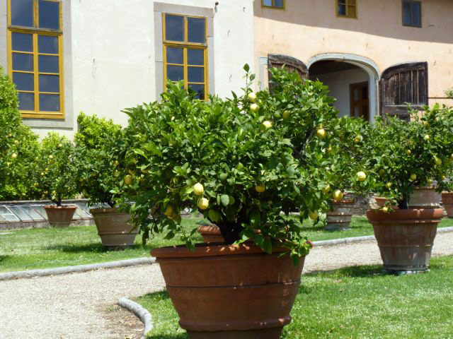 Lemon Trees