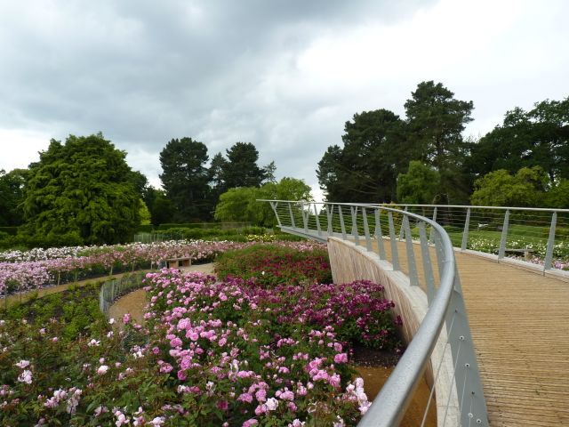 Rose Garden, The Savill Garden