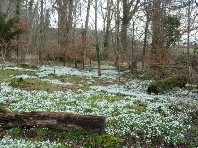 Kingston Lacy Garden, February 2011