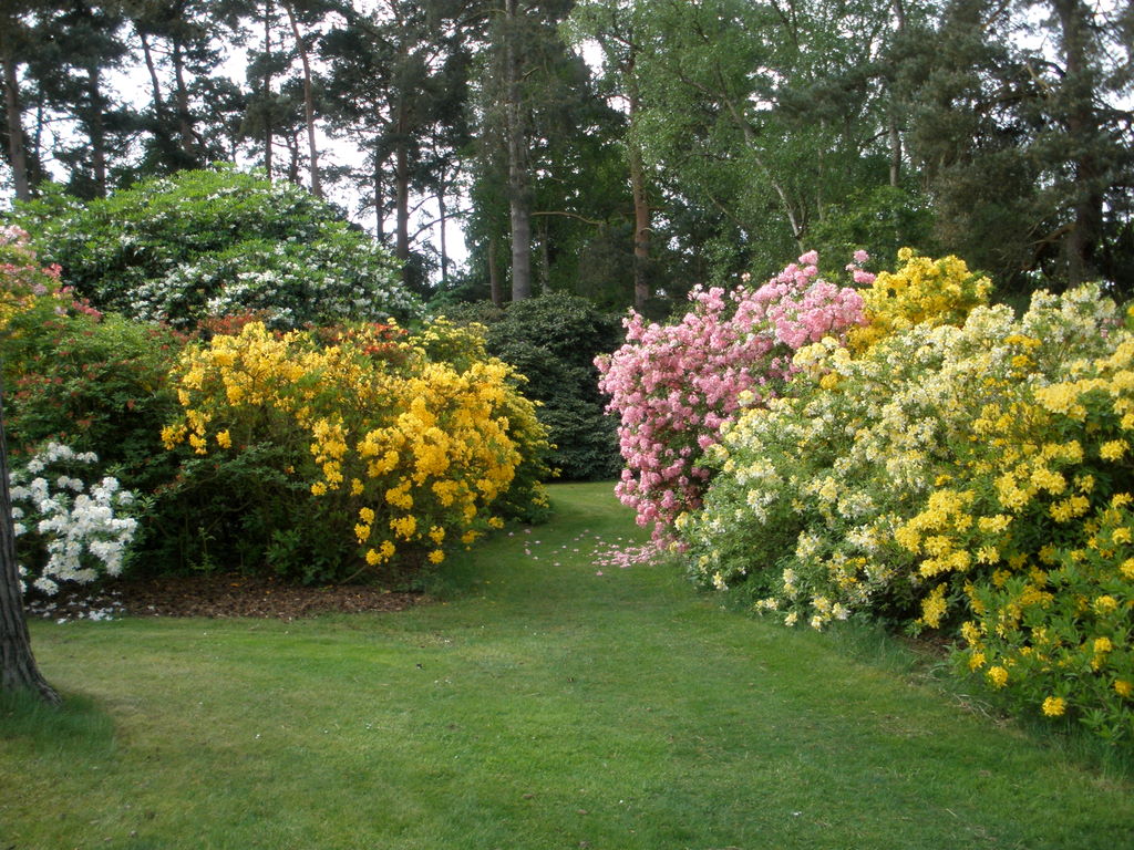 Deciduous Azaleas, Crosswater Farm
