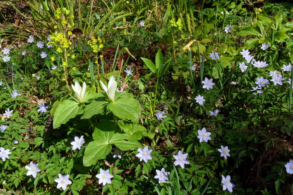 Spinners Garden