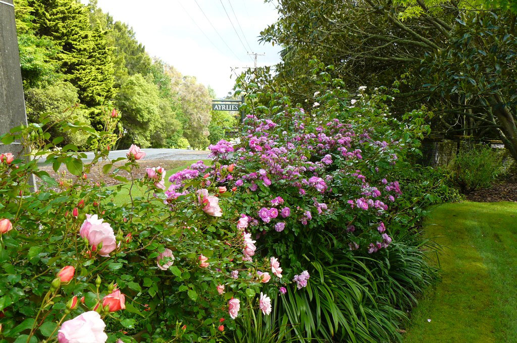 Roses, Ayrlies