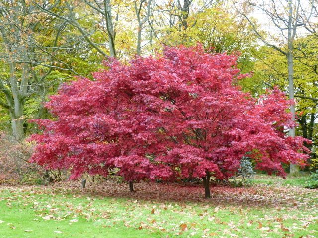 Stourhead Garden, October