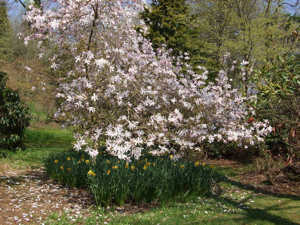 Chiff Chaffs Garden, Spring