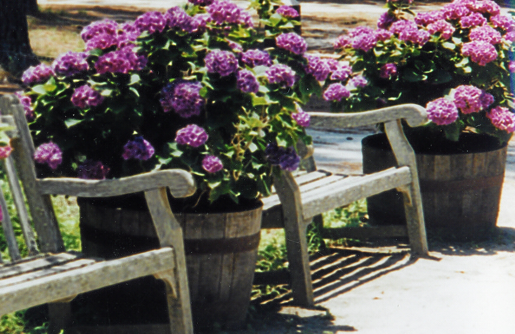 Hydrangea and Chairs, Middleton Place