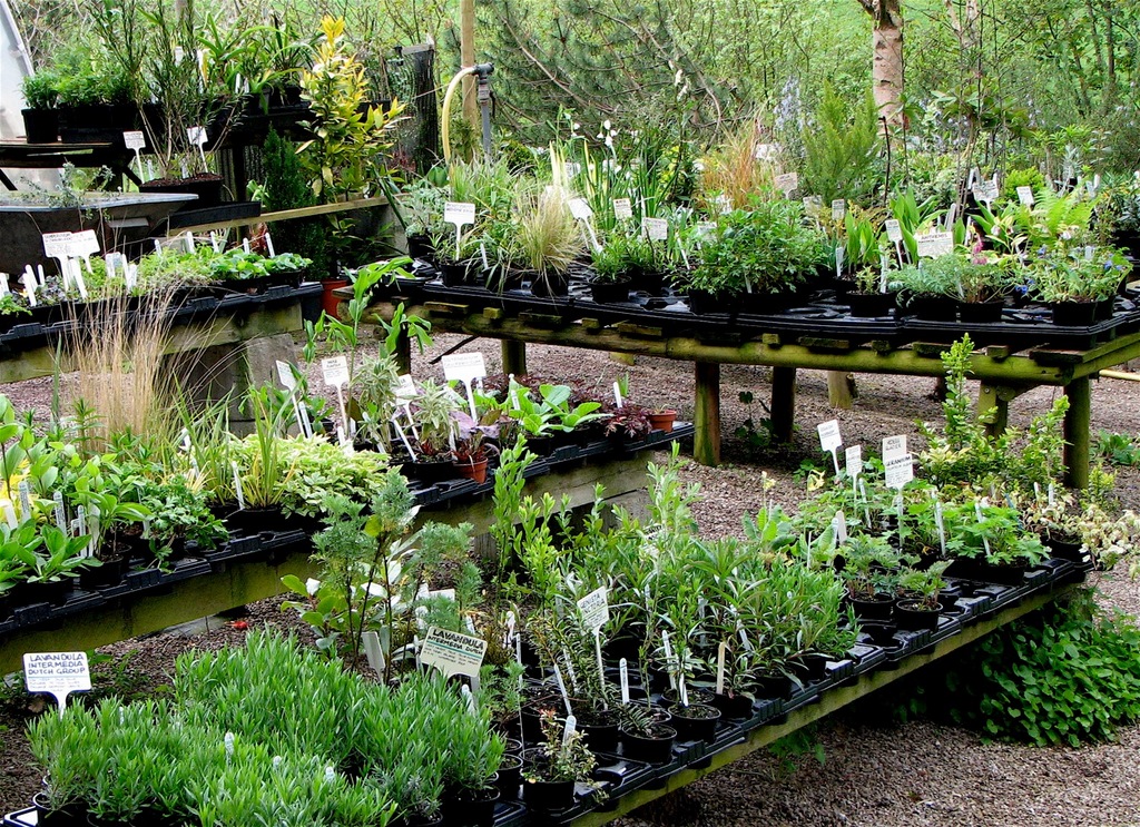 Tan-y-Llyn Nurseries, May