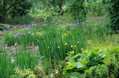 Bog Planting, The Wave Garden