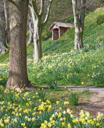 Daffodils, The Weir Garden