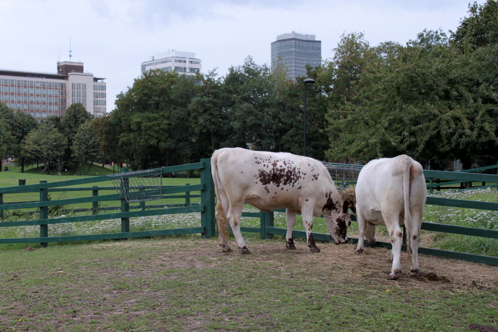Spring Gardens Vauxhall City Farm