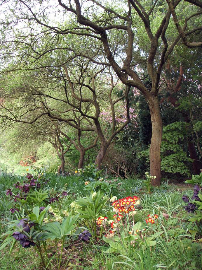 Moors Meadow
