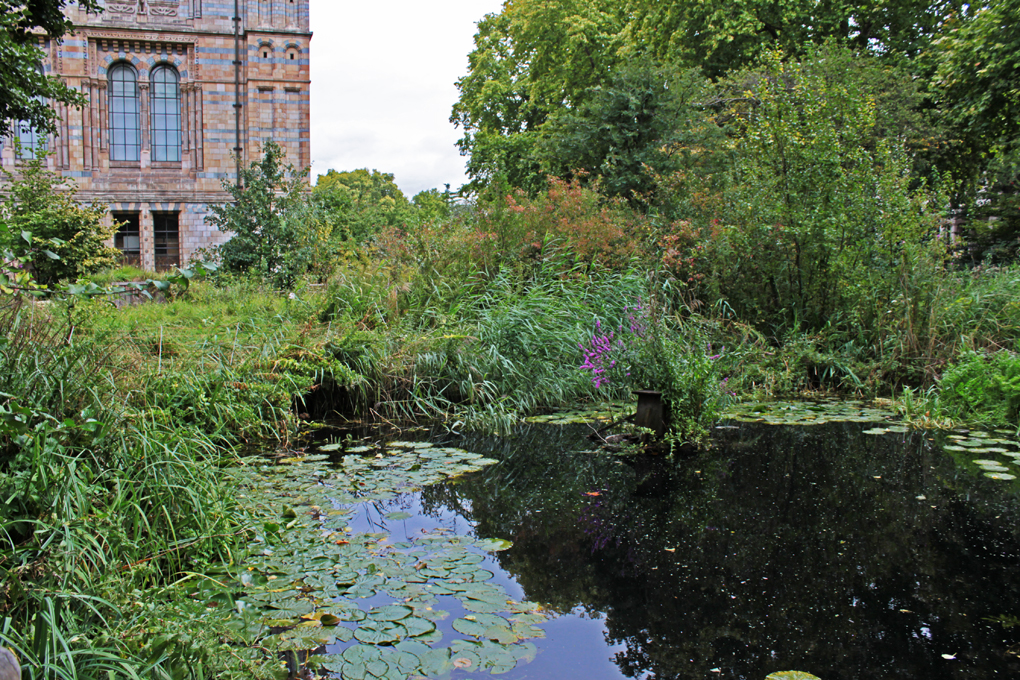 Natural History Museum Wildlife Garden