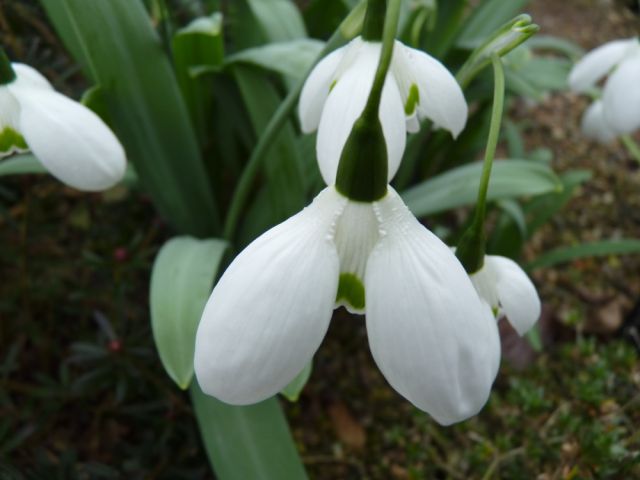 Snowdrop, Kingston Lacy Garden