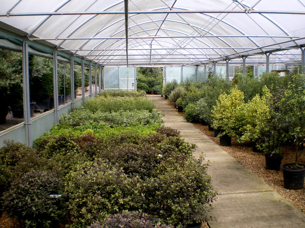 Pittosporum Tunnel, Wyevale East Nurseries