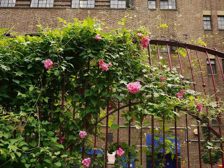 Phoenix Garden, June 2010