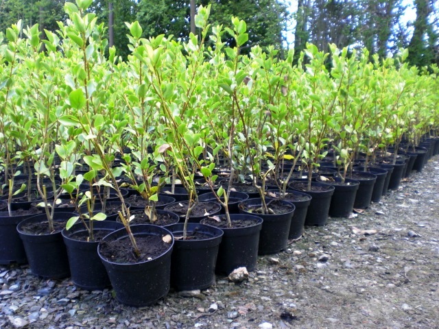 Hylands Nursery