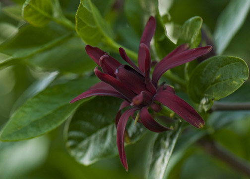 Forrest Deaner Garden, California