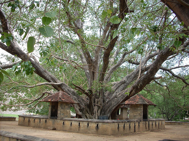 Bo Tree Buddhist Garden Sri Lanka
