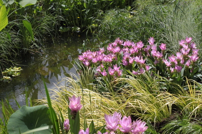 James Clark garden design for Hampton Court 2010