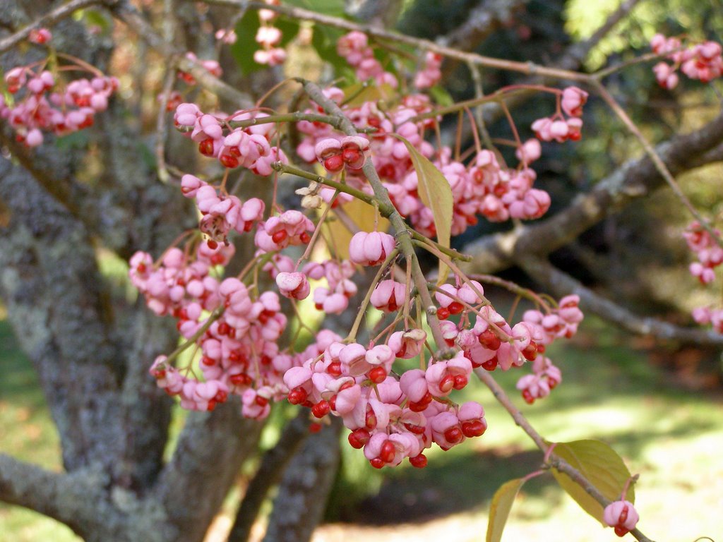 Euonymus hamiltonianus sieboldianus