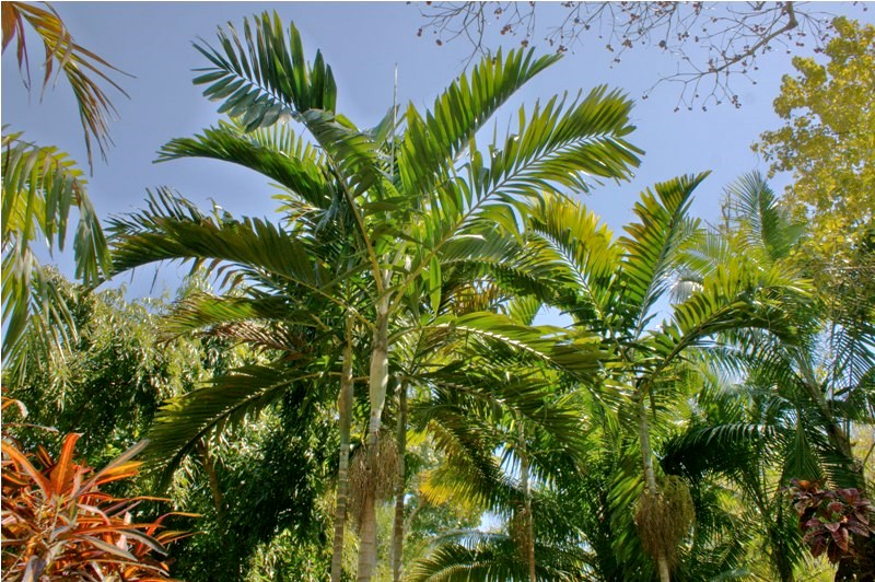 Flamingo Gardens, Florida