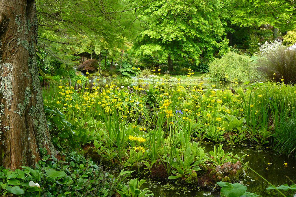 Candelabra Primulas, Ayrlies