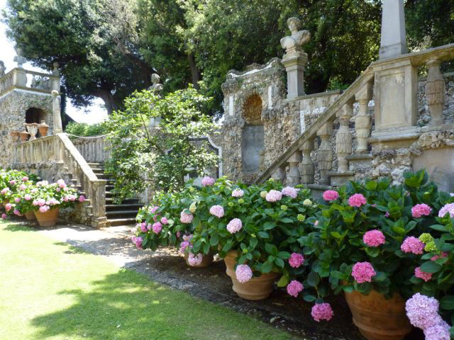 Hydrabgeas, Villa Gamberaia