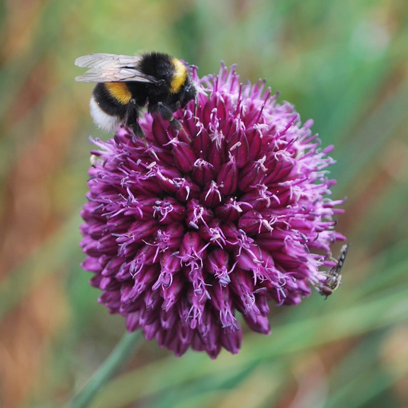 Bumble Bee, Lands of Loyal