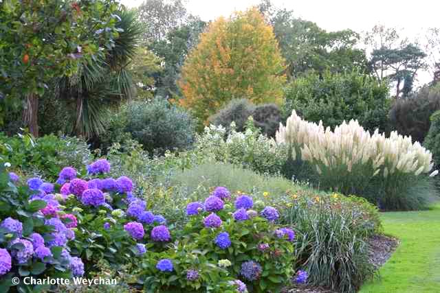 Hydrangeas, Wakehurst Place