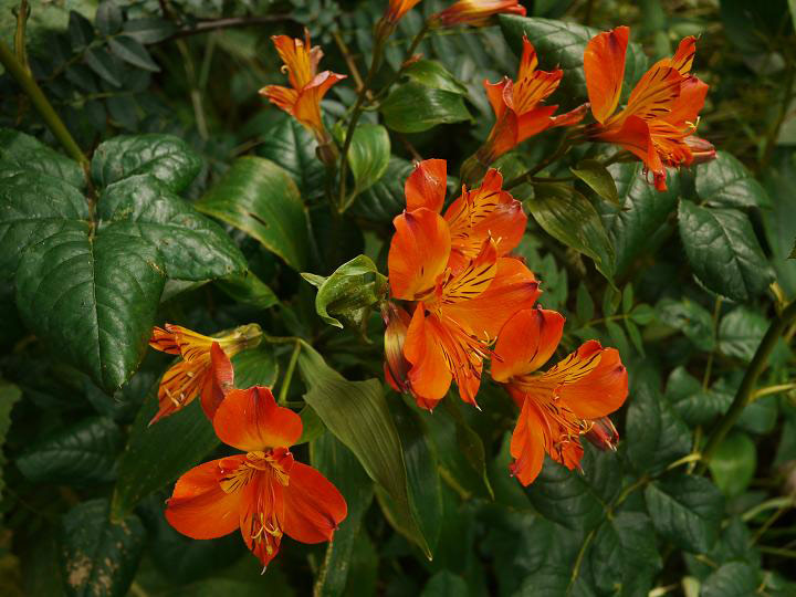 Phoenix Garden, Summer