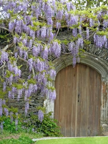 Wisteria, Garden House