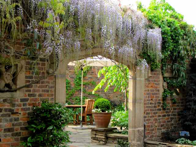 Wisteria, Kensington Roof Garden