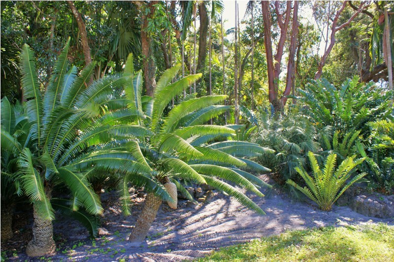 Cyads, Flamingo Gardens