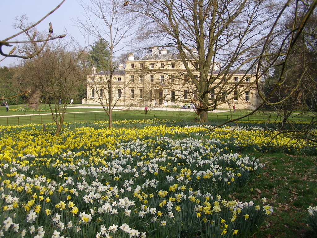 Daffodils, Shotover House