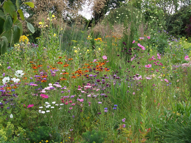 Helenium and Cornflower