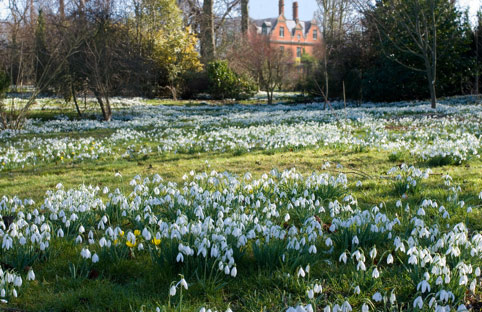Snowdrops
