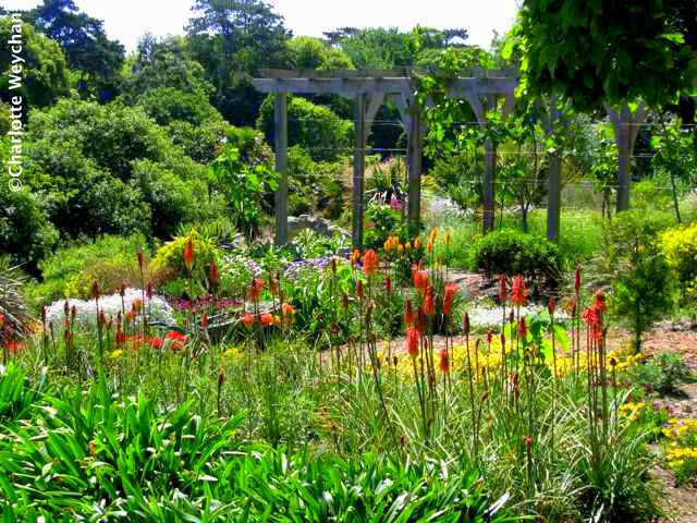 Ventnor Botanic Garden, Summer
