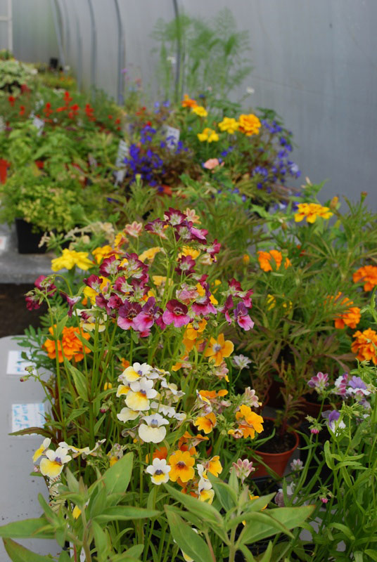 Colour in the Polytunnel