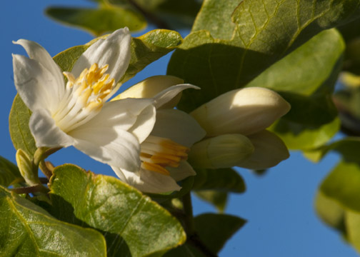 California Snowdrop Bush