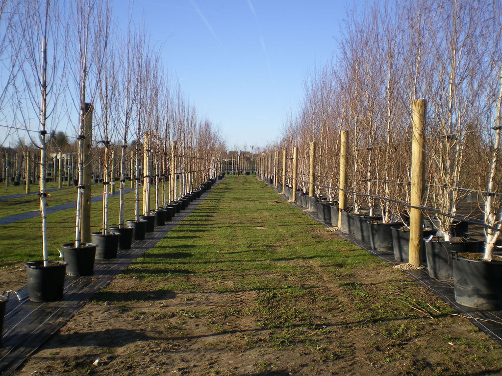 Front tree field, Wyevale East Nurseries