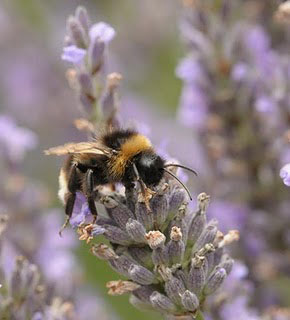Bee on Lavender