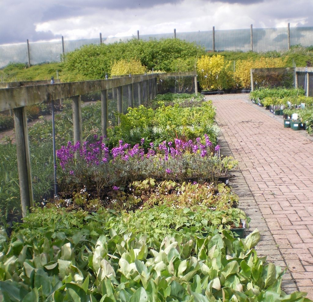 Herbaceous, Wyevale East Nurseries